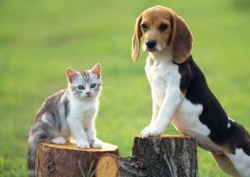 猫咪好养还是狗狗好养-1