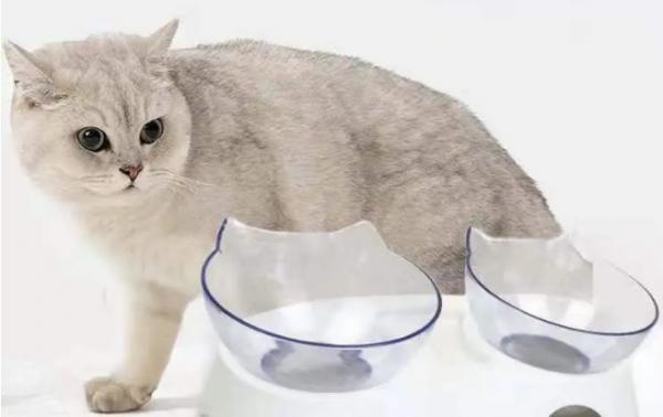猫和狗能用一个水碗吗-图1
