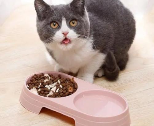 犬瘟狗用过的碗可以给猫用吗-图1
