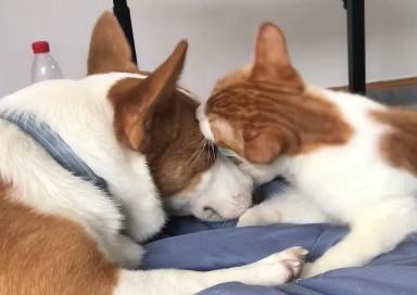 猫咪给狗狗舔毛是什么意思-图1