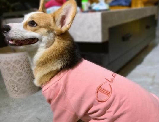 狗狗为什么舔自己衣服呢-图1