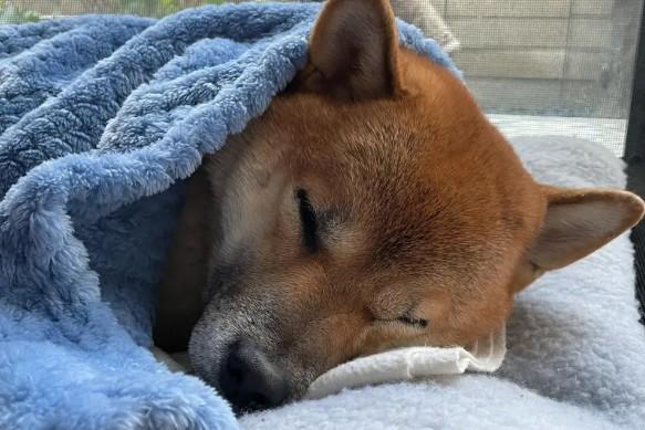 为什么狗狗独自睡