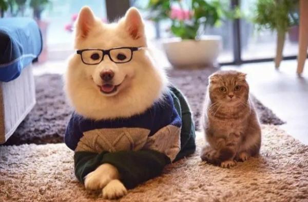 家里的人一端碗猫和狗就跑来叫-图1