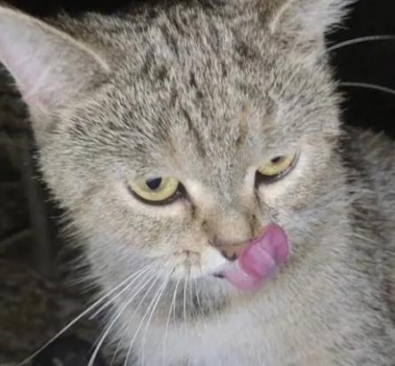 猫身上一股恶臭像狐臭一样-图1