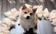 狗狗换毛多久才会长出新毛-图1