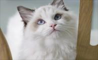 猫咪吐了黄水怎么回事-图1