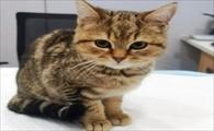 猫咪吐痰一样粘稠的东西白色的-图1