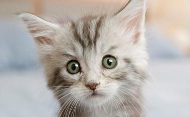 猫咪突发性一只眼睛葡萄膜炎-图1