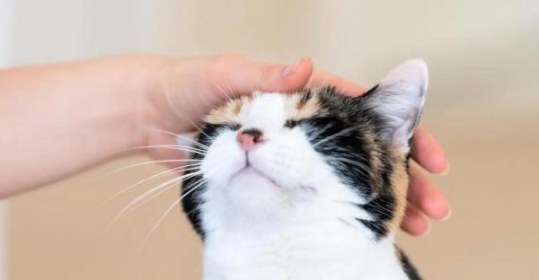 猫咪头部受撞击的症状-图1