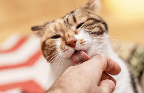 猫咪舔主人手怎么回应它-图1