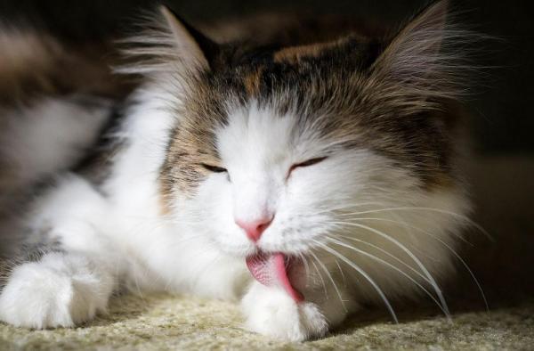 猫咪舔自己咬自己是不是有虫子-图1