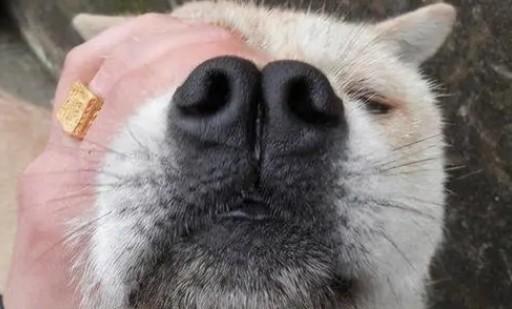 狗狗的鼻子为什么很臭-图1
