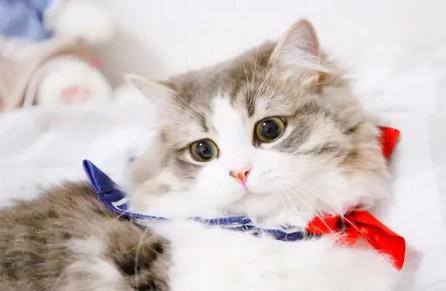 猫咪突然大喊大叫