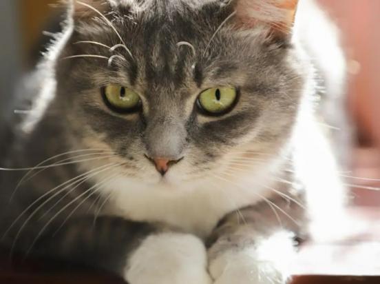 猫咪突然单只眼睛红肿用什么药-图1