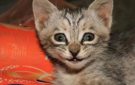 猫咪突然老爱拿头蹭东西-图1