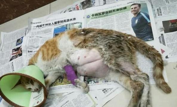 猫生了三个死胎-图1