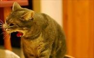 猫咪吐水是什么原因引起的-图1