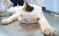 猫咪吐猫粮是怎么回事