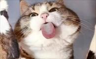 猫咪吐了黄色的一滩-图1