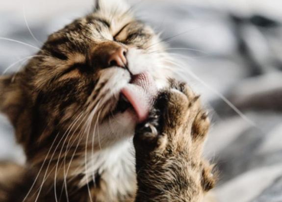 猫咪舔毛会让猫藓扩散吗-图1
