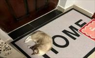 猫咪晚上一直叫要进屋怎么办-图1
