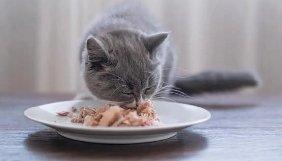 猫咪为什么喜欢人喂饭-图1