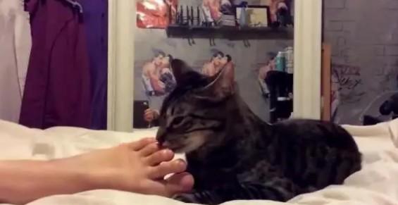 猫咪为什么喜欢臭袜子-图1