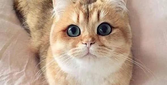 猫咪为什么讨人喜欢-图1