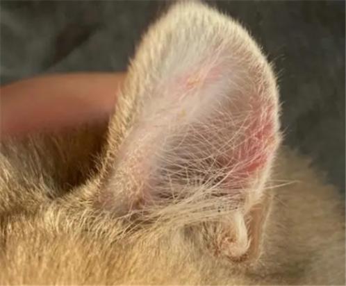 猫咪为什么会真菌感染-图1