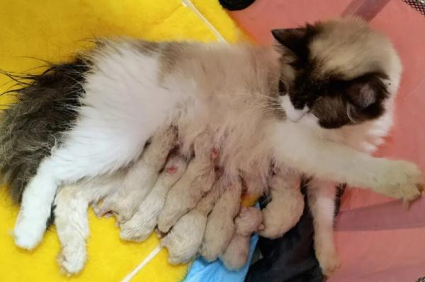 猫难产按压猫肚子视频-图1