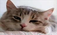 猫咪偷吃伊利奶片-图1