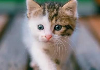 猫咪突然频繁撒娇-图1
