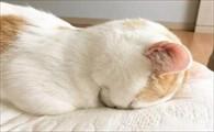 猫咪吐白沫不吃东西没精神-图1