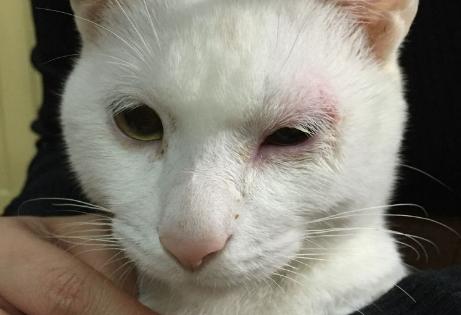 猫咪突然单只眼睛红肿流泪-图1