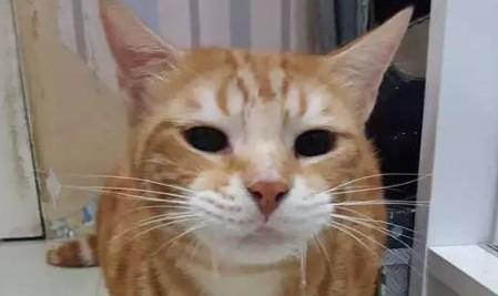 猫咪吐白沫是怎么回事-图1