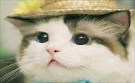 猫咪突然单只眼睛流泪-图1