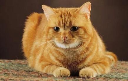 猫咪为什么不让身上有水-图1