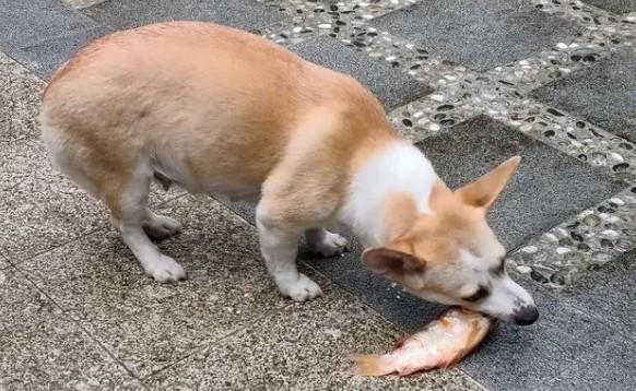 为什么狗狗会抓鱼咬人的原因
