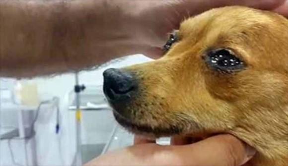 狗狗突然像人抽泣怎么回事