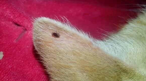 猫虱子跳到人身上怎么办