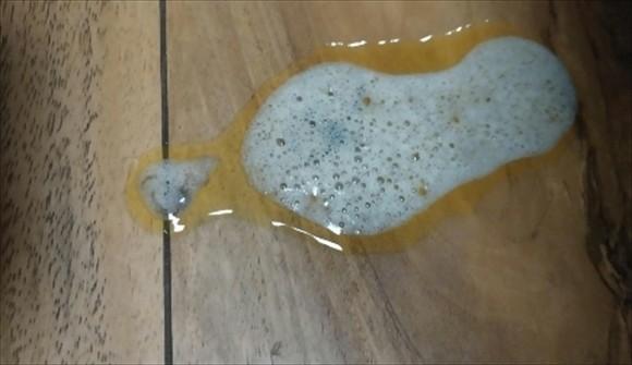 狗狗吐透明粘液带白色泡沫-图1