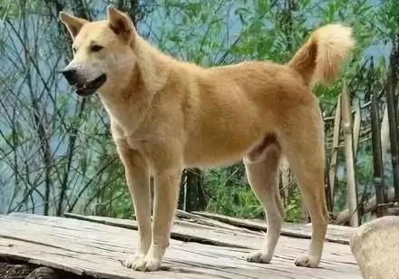 广西黄狗白面多少钱一只-图1