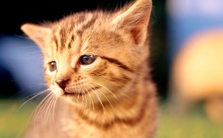 猫咪秃了一块但是皮肤干净-图1