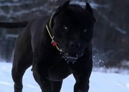 美国的黑豹犬是真的吗-图1