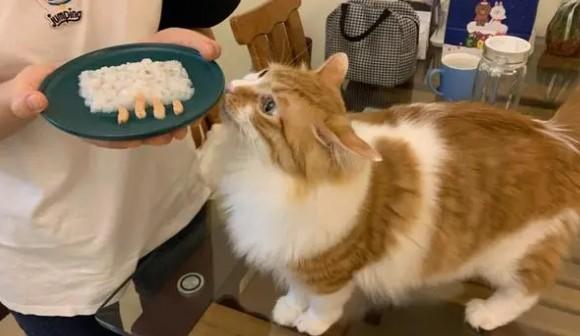 猫咪挑食怎么办-图1
