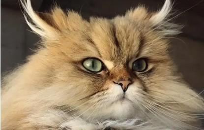 猫咪突然不吃不喝没精神只趴着-图1