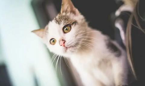 猫咪吐白色泡沫是什么原因-图1