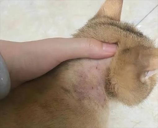 猫身上的寄生虫怎么去除-图1