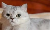 猫咪吐黄水但精神好-图1