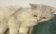 猫咪吐黄水第二天死了